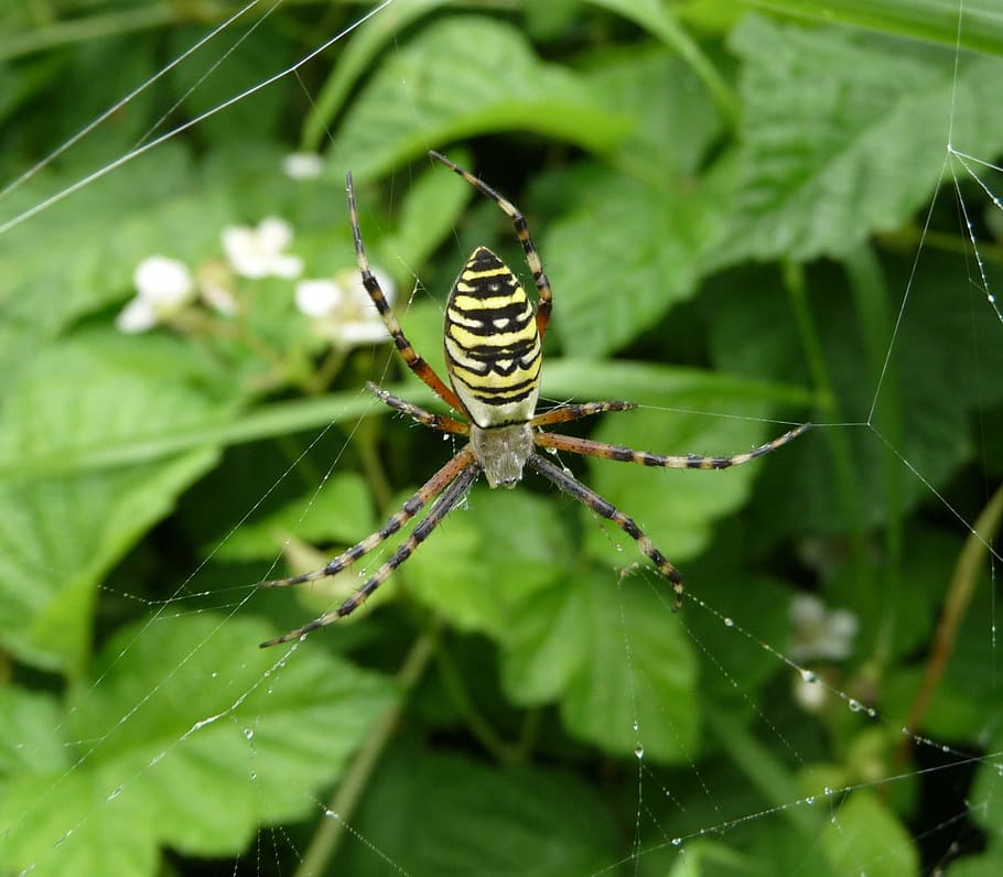 Wasp Spider, Leaves, Leaf, Macro, close-up, nature, outside, beautiful, foliage, insect