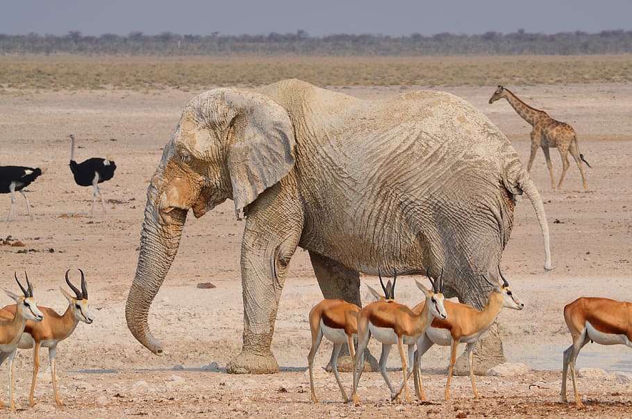 gray, surrounded, deer, daytime, Elephant, Gazelle, Giraffe, Ostrich, africa, etosha