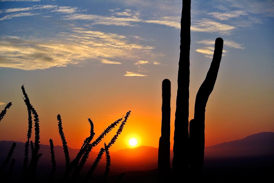 kaktus, matahari terbit, gurun, pemandangan, alam, arizona, matahari terbenam, langit, keindahan di alam, bayangan hitam
