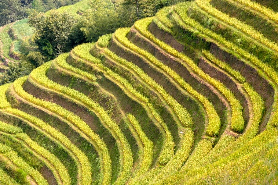 rice, plantation, rice plantations, rice fields, asia, landscape, field, agriculture, nature, rural Scene