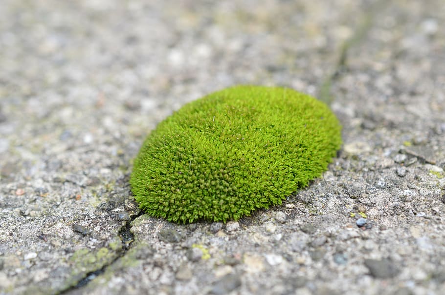 moss, texture, green, rock, path, old, green color, close-up, day, nature