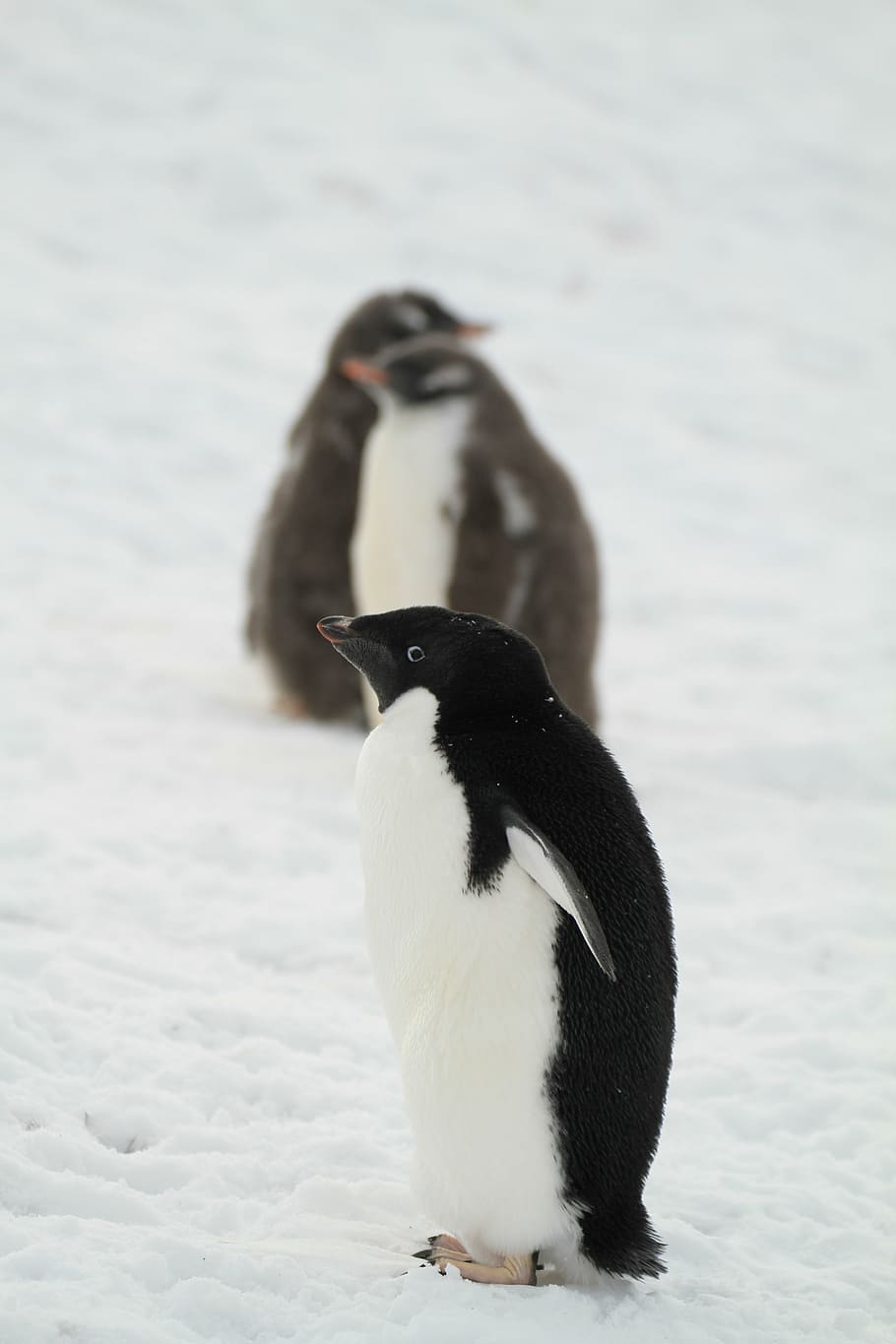 penguin, antartika, binatang kecil, satwa liar, hewan di alam liar, burung, hewan, tema hewan, bertulang belakang, salju