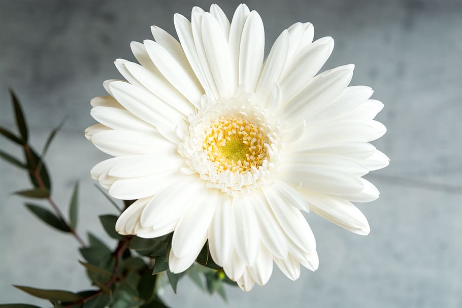 ガーベラ 白 白のガーベラ 花 白い花 花びら 閉じる Schnittblume 花の写真 白い色 Pxfuel