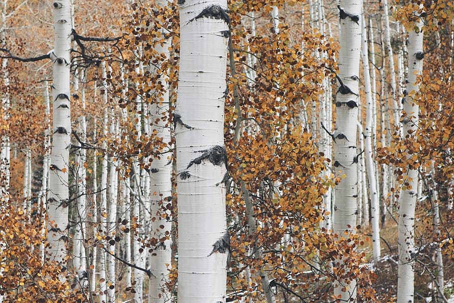 blanco, troncos de árboles, marrón, hojas, árbol blanco, otoño, ramas, bosque, gris, naranja