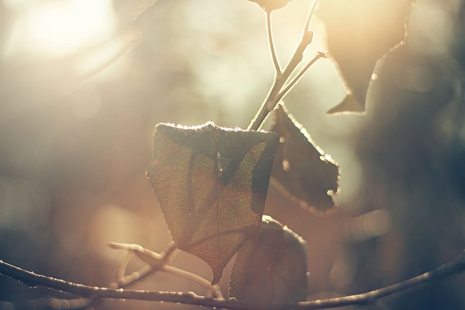 brown, dried, leaf, leaves, autumn, fall, seasonal, withered, dry, backlight