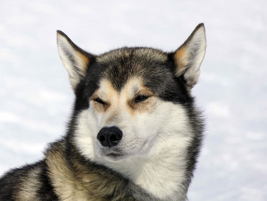 dewasa, putih, hitam, anjing malamute Alaska, anjing, husky, salju, gunung, mamalia, satu hewan