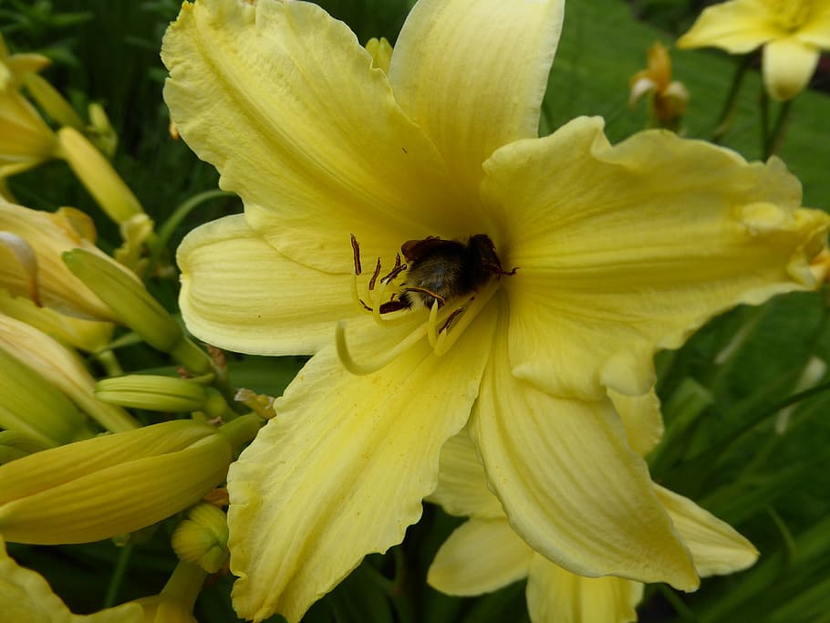 Amarillo, flor, lirio, jardín, flor amarilla, florecer, cerrar, abeja,  primavera, planta ornamental | Pxfuel