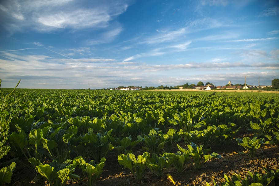 green, plant, material, vegetable plot, sky, landscape, field, growth, land, agriculture