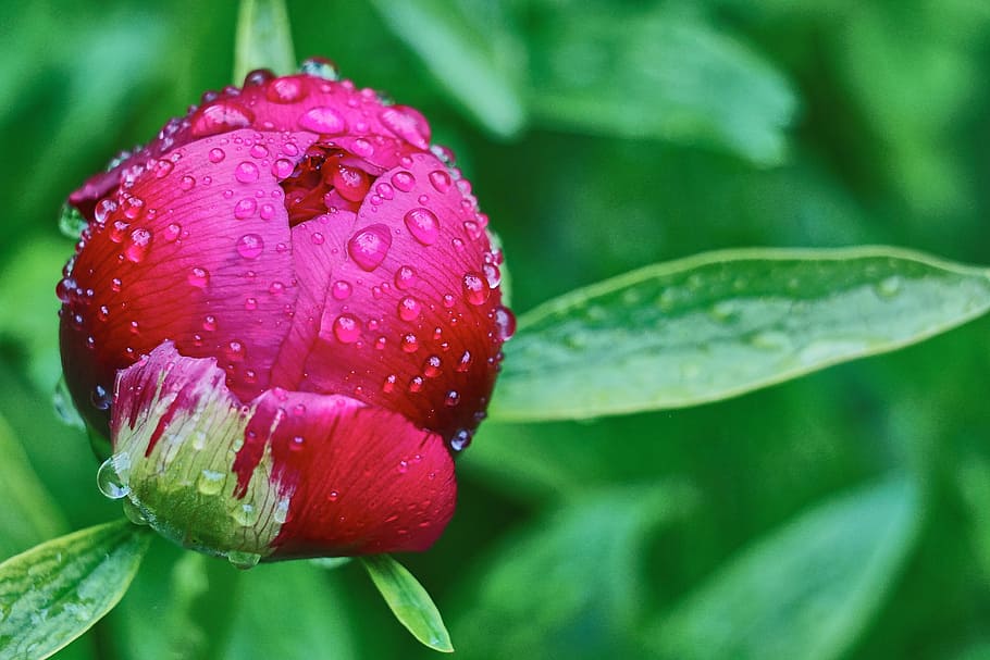 selective, focus photography, red, flower bud, filled, water dew, Dew, Peony, Button, Drop