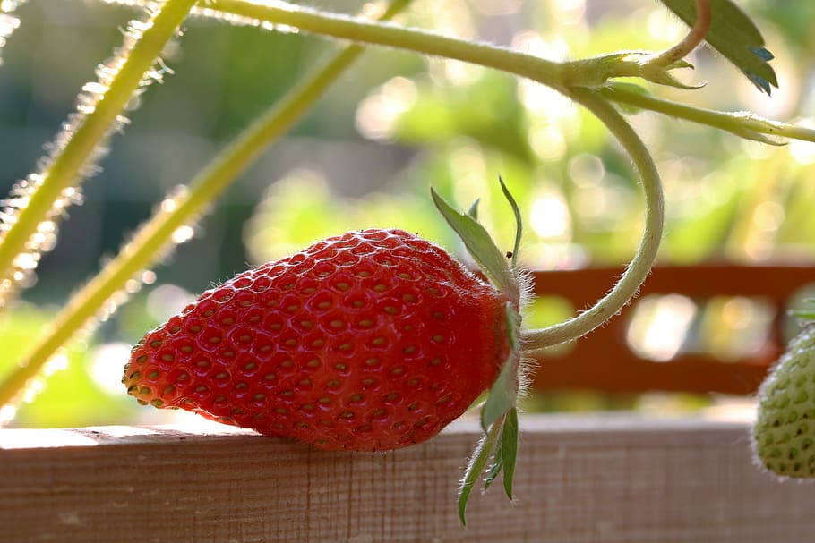 strawberry, garden, fruit, mature, fetus, summer, healthy eating, red, food, food and drink