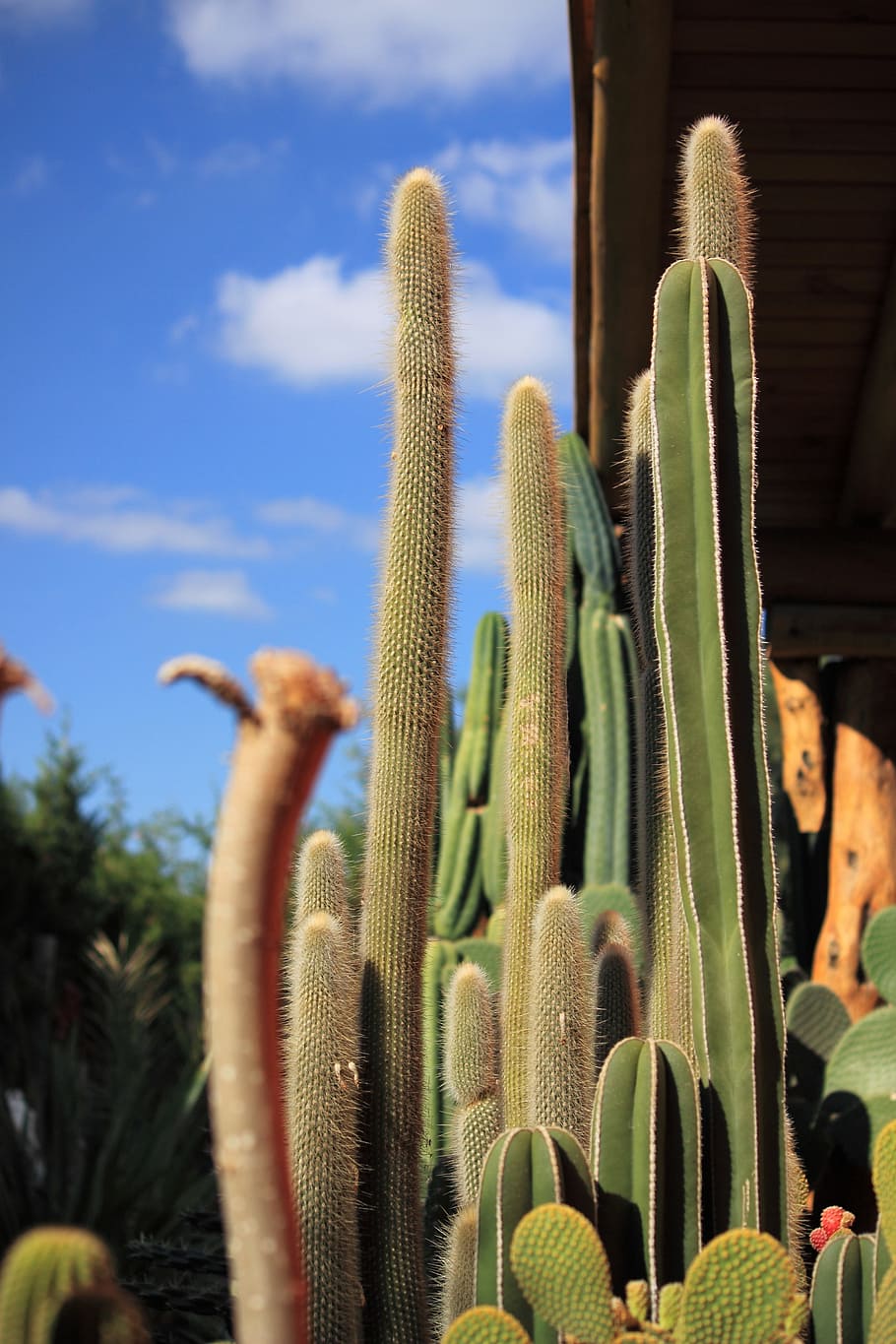 サボテン とげ 砂漠 植物 棘 とげのある 自然 緑 多肉植物 成長 Pxfuel