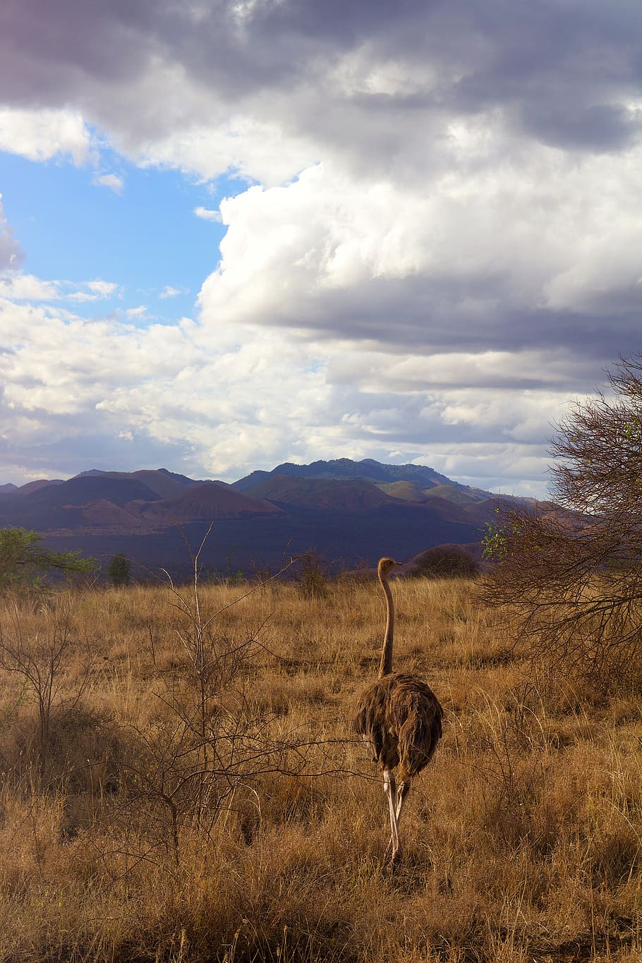 áfrica, tsavo, quênia, safari, parque nacional, mundo animal, natureza, região selvagem, paisagem, savana