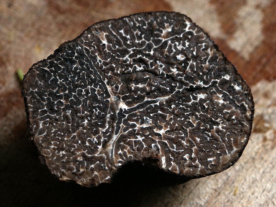black, brown, case, winter truffle, tuber brumale, truffle, real truffle, mushroom, delicacy, tuber