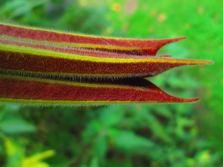 テクスチャ 花 美しさ 花びら 詳細 カラフル 植物 オレンジ色 クローズアップ 動物のテーマ Pxfuel