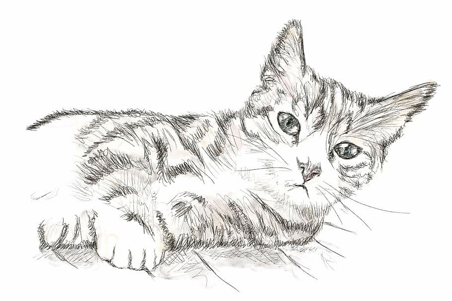 putih, sketsa kertas kucing, kucing, anak kucing, perokresba, menggambar, domestik, hewan peliharaan, kucing domestik, hewan domestik