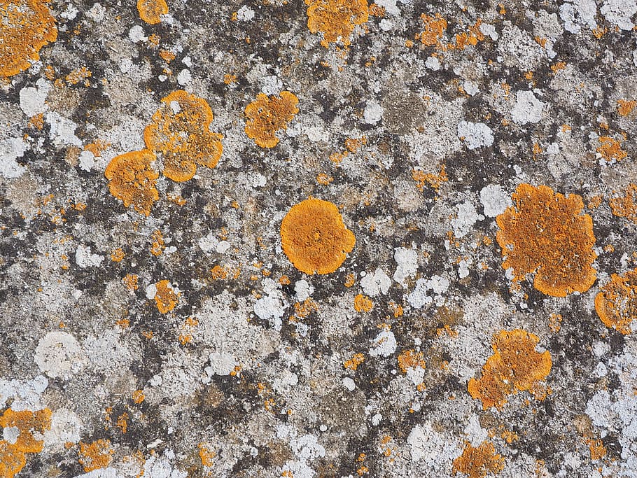 pedra, tecer, laranja, gelbflechte comum, xanthoria parietina, líquen em forma de folha, trança de folhas lobada larga, amarelo, ocre, líquen de crosta
