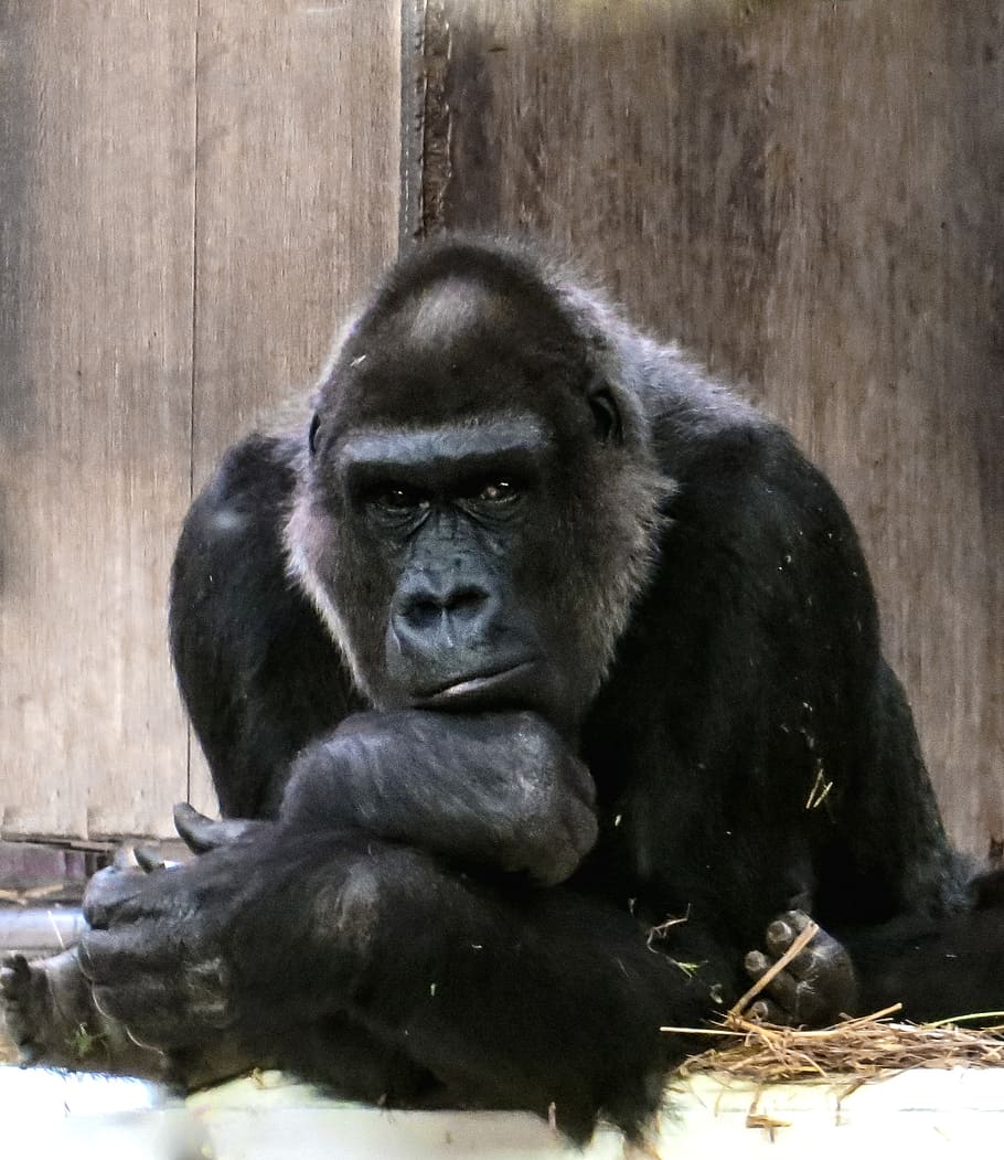 photography of gorilla, gorilla, monkey, ape, black, dominant, silverback, thinking, zoo, mammal