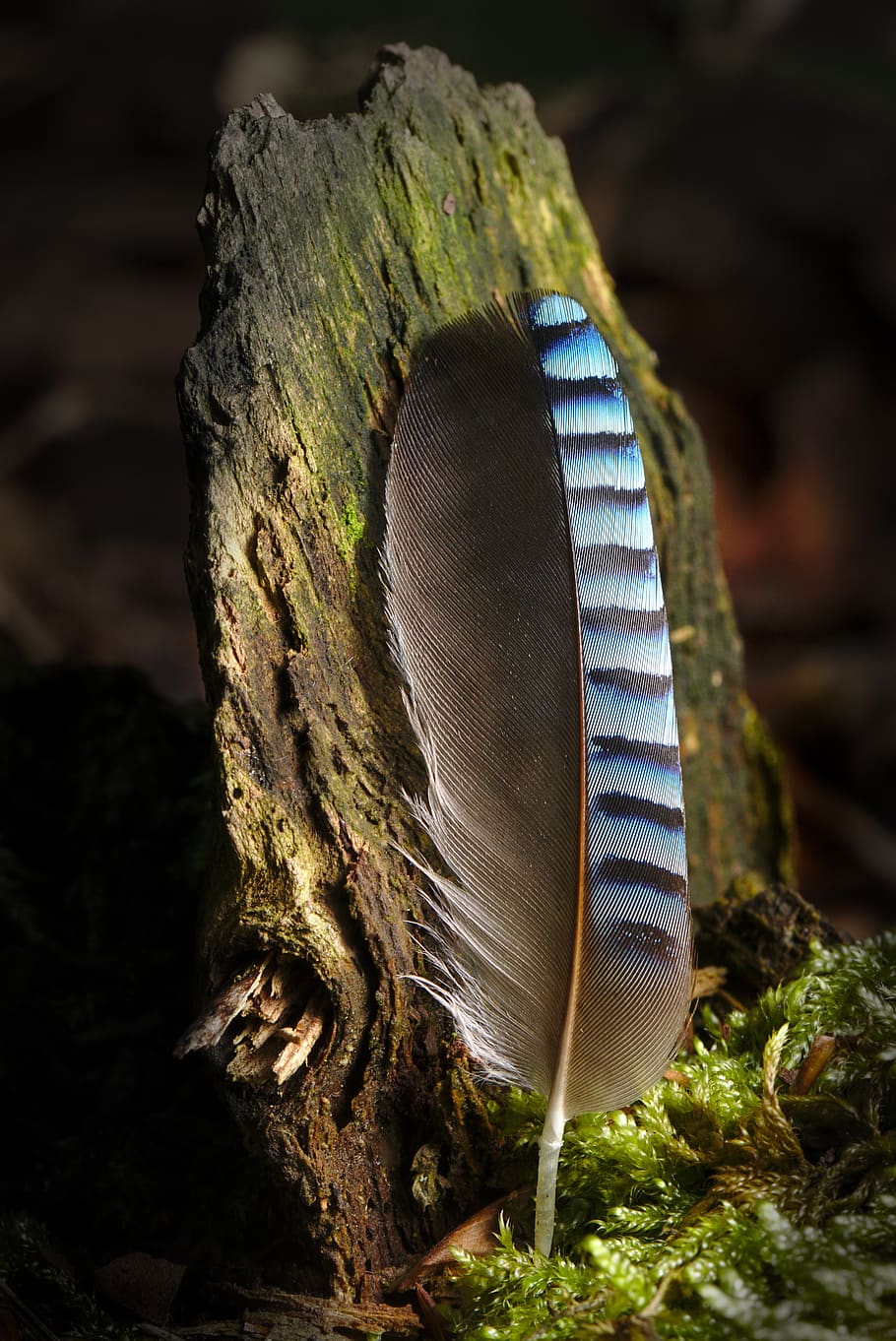 jay, feather, forest, close up, bird feather, blue, close-up, nature, plant, focus on foreground