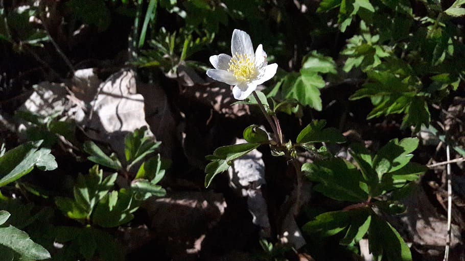 wood anemone, white, white sip, white flower, spring flowers, spring flower, discount, park, garden, lawn