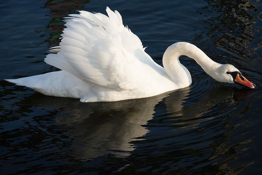 white, floating, Swan, Sea, Nature, Water, Lake, Bird, wildlife, peaceful