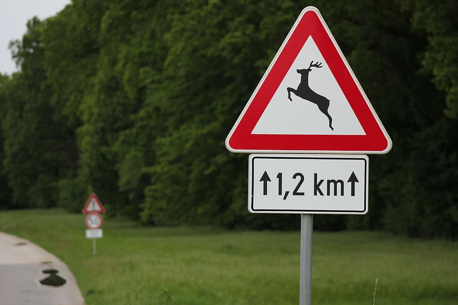Traffic Sign, Deer, Danger, Warning, Wood, deer danger, safety, triangle shape, warning sign, day