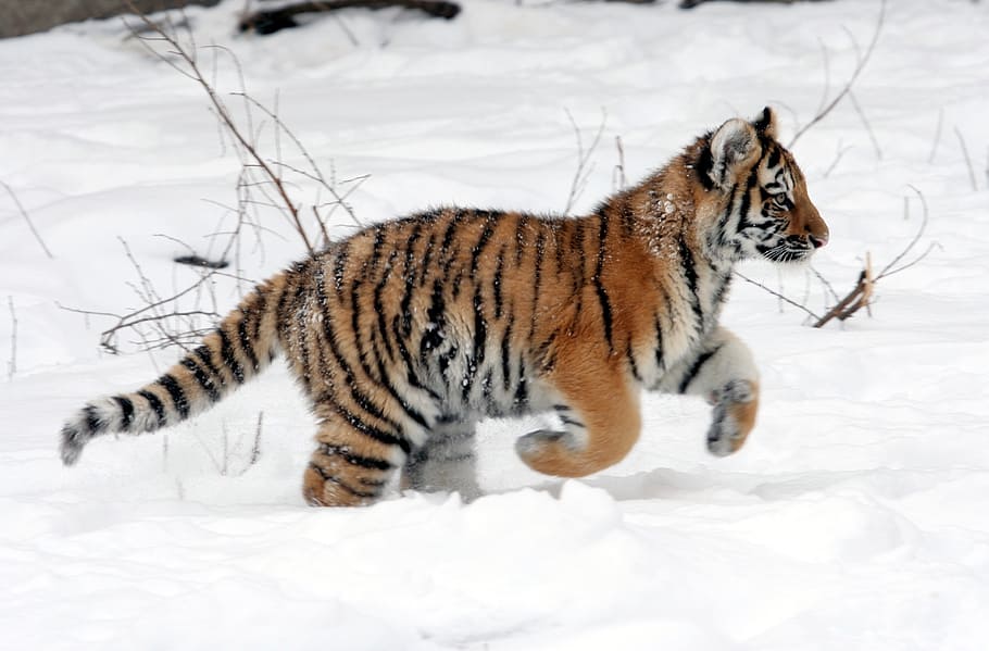 bengal tiger cub, white, snow, tiger cub, running, tiger, winter, big cat, young, predator