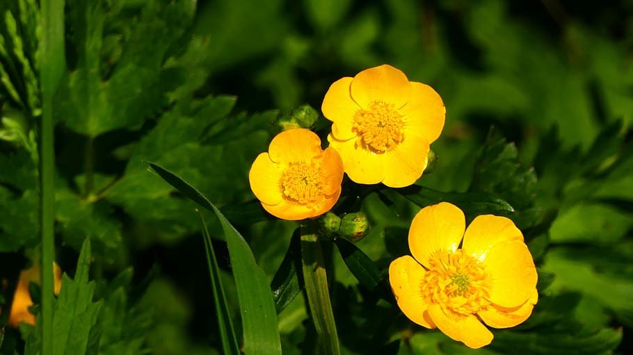 buttercup, plant, yellow, pointed flower, yellow wild flowers, spring flower, bright, bloom, flower, flowering plant