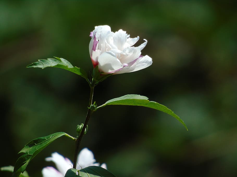 白い花 美しい 自然 つぼみ 花 植物 自然の美しさ 開花植物 鮮度 脆弱性 Pxfuel