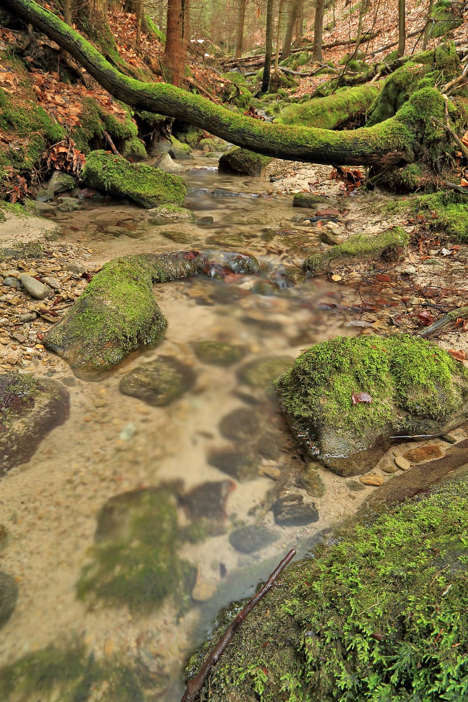 corriente, torrente, agua, naturaleza, el arroyo, arroyo, árbol, las piedras, que fluye, cubierto de vegetación