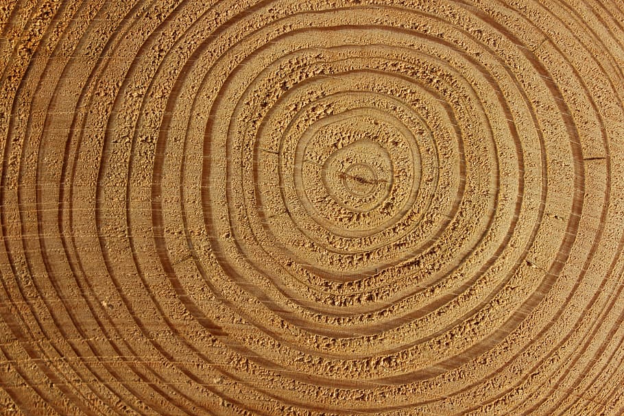 brown desert, wood, tree bark, tree, bark, log, structure, background, pattern, close