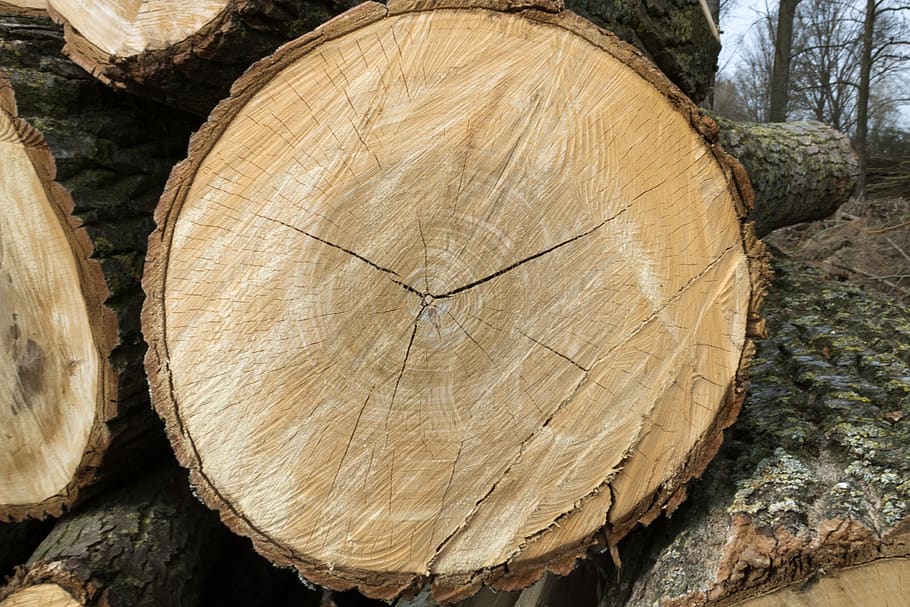 wood, firewood, bark, tree, timber, log, forest, wood - material, deforestation, lumber industry
