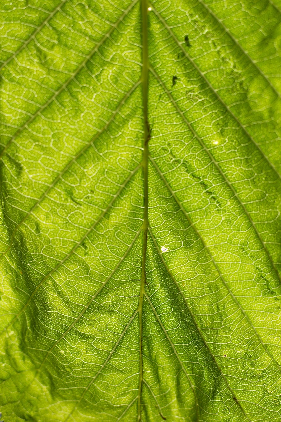 leaf, structure, green, nature, leaves, texture, plant, background, leaf veins, macro