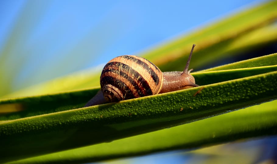 brown, garden snail, green, leaf, tilt-shift photography, snail, shell, holly, holly branch, morgentau