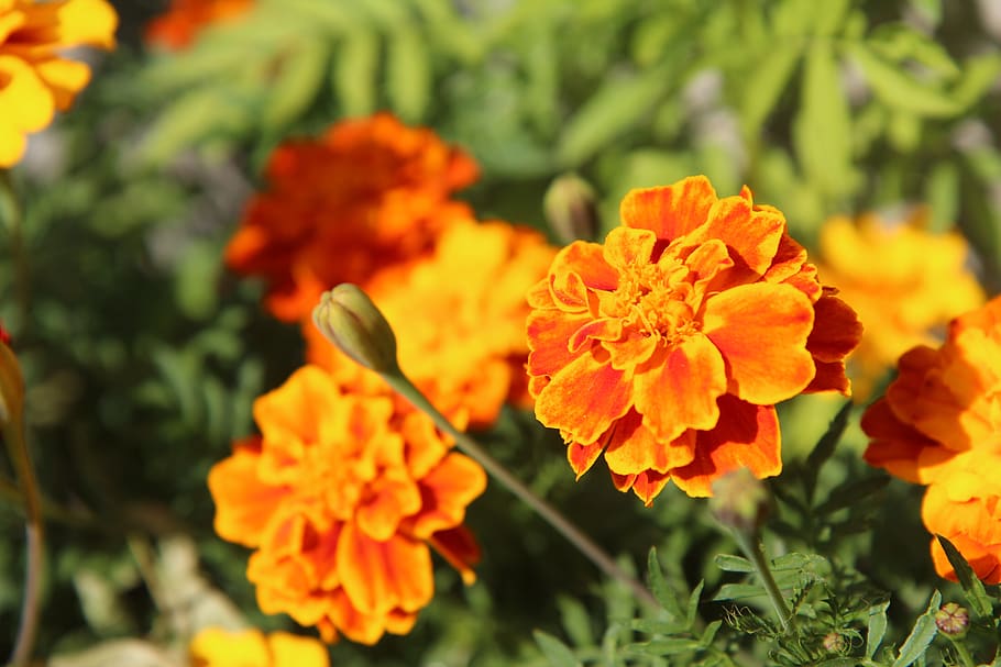 carnations of india, œillet, flower, garden, summer, color, flowering plant, orange color, plant, fragility