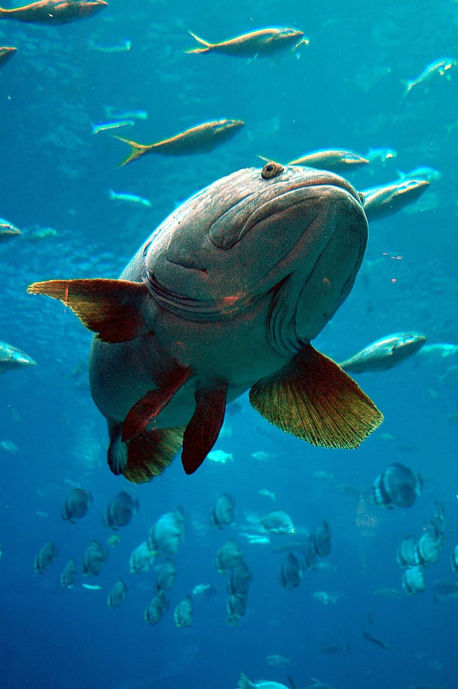 akuarium close-up, Kerapu, Akuarium, close-up, closeup, ikan, foto, domain publik, bawah air, laut