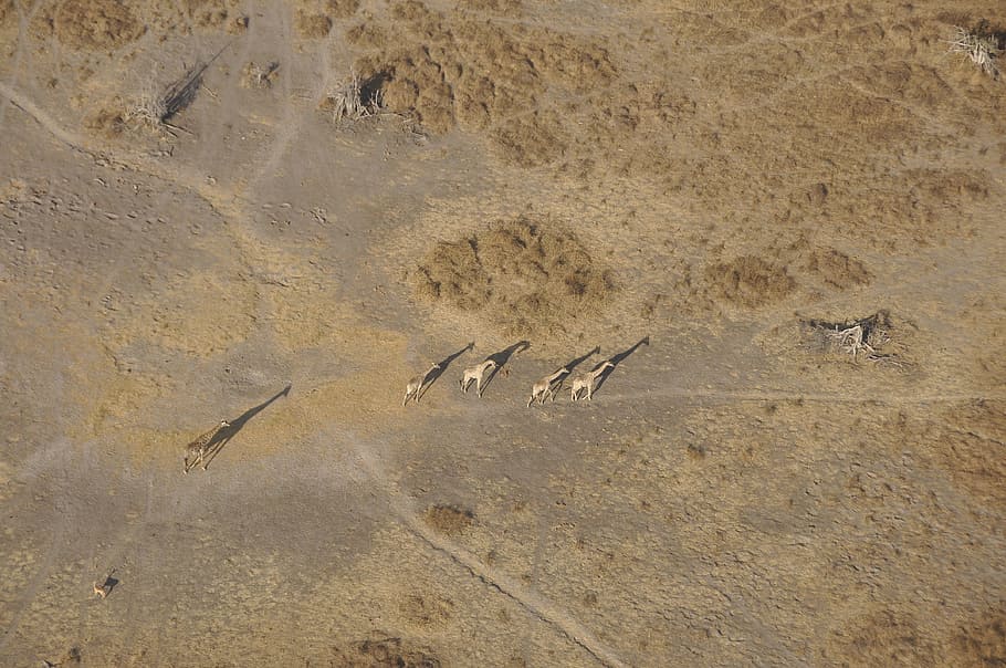 キリン オカバンゴ 飛行 砂 自然 ビーチ 海 足跡 背景 野生の動物 Pxfuel