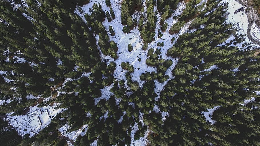 trees, plant, nature, mountain, landscape, snow, winter, aerial, view, tree