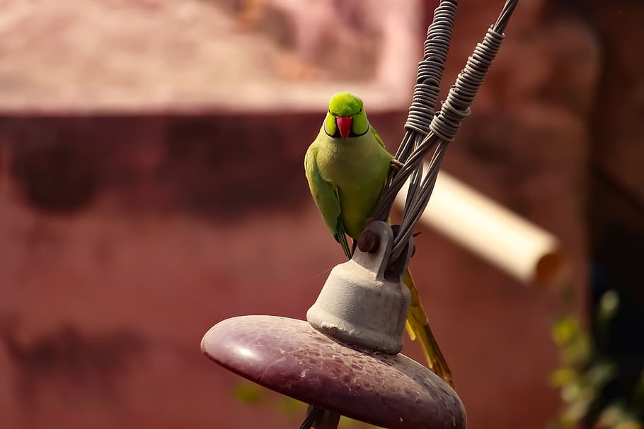 parrot, outdoor, angry bird, bird, wildlife, nature, colorful, feather, exotic, tropical