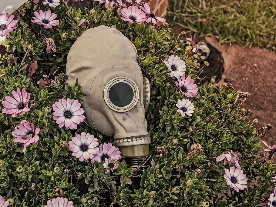 bege, preto, completo, máscara de gás facial, rosto, máscara de gás, máscara, jardim, flores, assustador