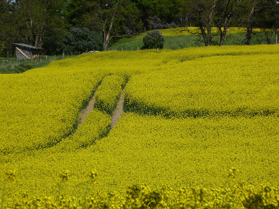 oilseed rape, yellow, field of rapeseeds, away, landscape, plant, cultivation, rare plant, growth, land