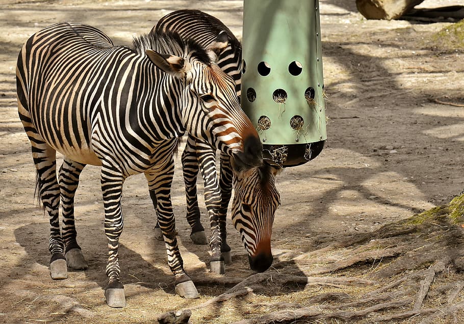 dua, zebra, berdiri, akar pohon, siang hari, hewan liar, kebun binatang, afrika, hewan, zebra crossing