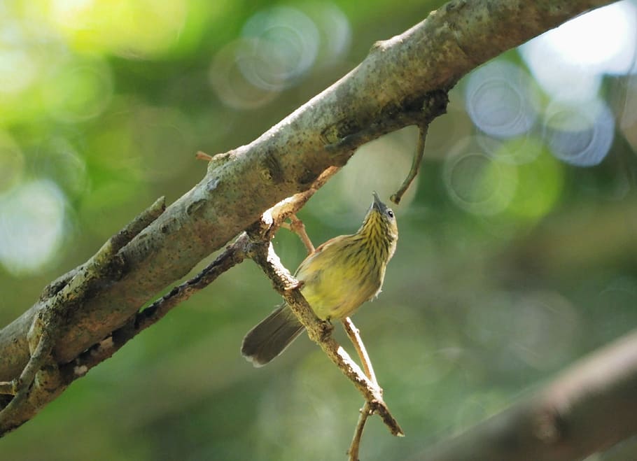 Bird, Yellow-Breasted, Flowerpecker, yellow-breasted, flowerpecker, branch, malaysian, singapore, nature, wildlife, animal