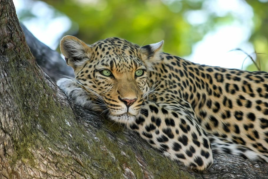 wildlife, selective, focus photography, leopard, laying, branch, wildcat, big cat, botswana, africa