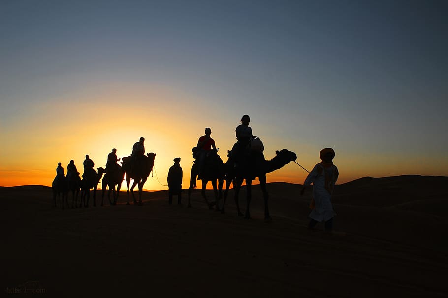 Dromedaries, Sunset, Desert, silhouette, camel, domestic animals, dusk, group of people, sky, land