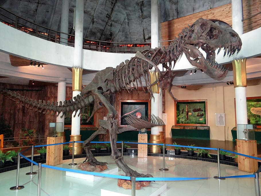 スケルトン 恐竜 ディスプレイ 博物館 先史時代 化石 動物 ジュラ紀 映画都市 バンガロール Pxfuel