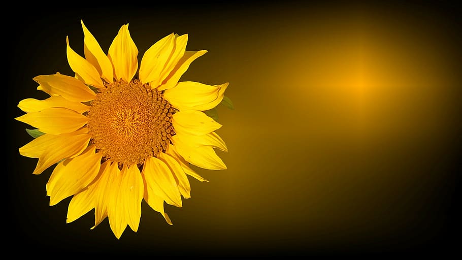 ilustração de girassóis, flor do sol, trauerkarte, luto, condolências, última saudação, isolado, flor, adeus, amarelo
