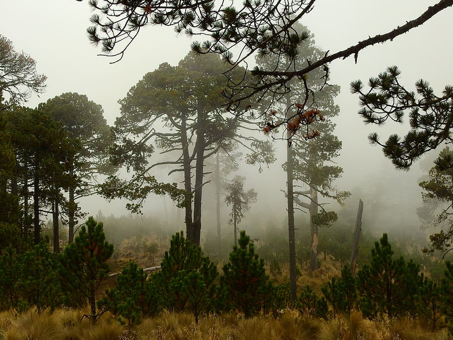 forest, mist, pinus, hartwegii, orizaba, park, national, cold, fog, nature