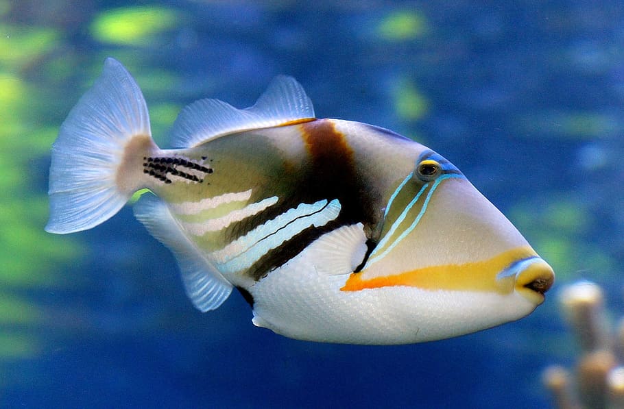 shallow, focus photography, white, yellow, gray, fish, reef triggerfish, swimming, underwater, tropical