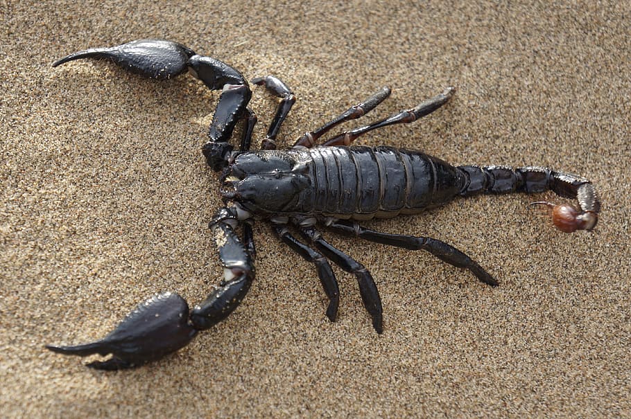 black emperor scorpion, black Emperor, Emperor Scorpion, scorpion, desert, sands, claw, animal, sea, nature
