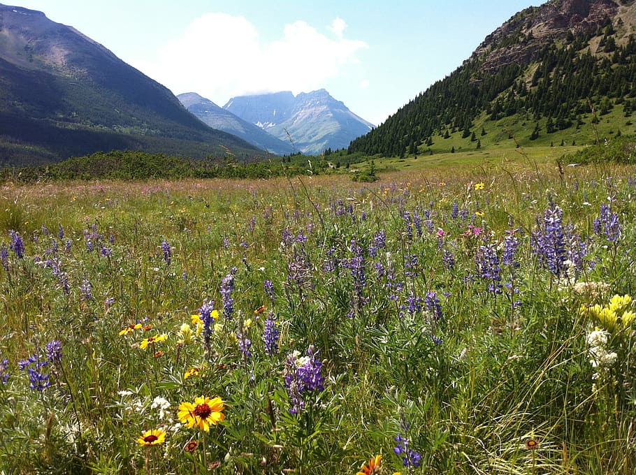 blooming, purple, blanket flowers, mountain, Lupines, Blanket, flowers, wildflowers, mountains, glorious wildflower
